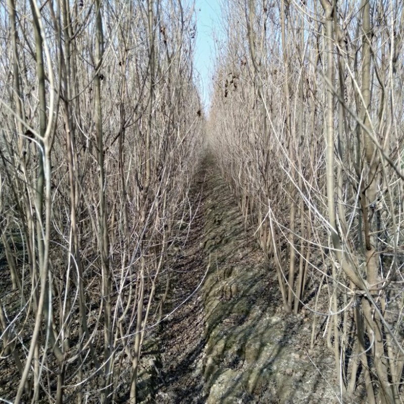 丛生乌桕树苗育苗