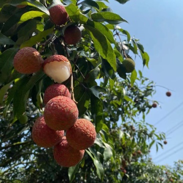 福建漳州荔枝即将上市有妃子笑白糖罂桂皮黑叶荔枝