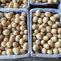 河北省昌黎县电商边贸土豆大量上市需要的老板