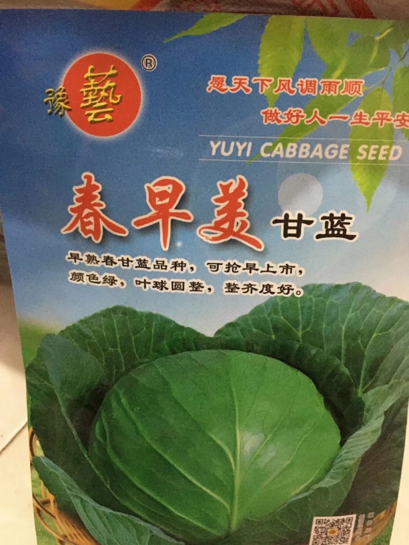 特价处理，早雷，916等甘蓝种子春秋品种