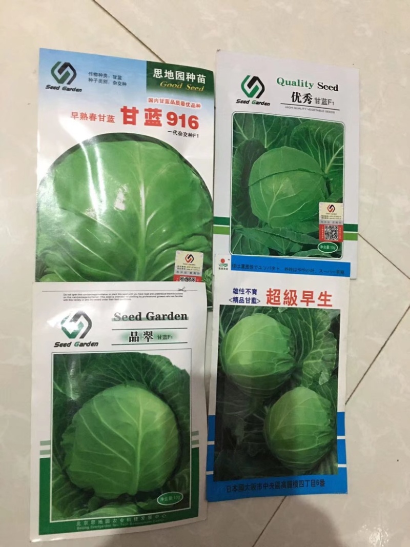 特价处理916甘蓝种子