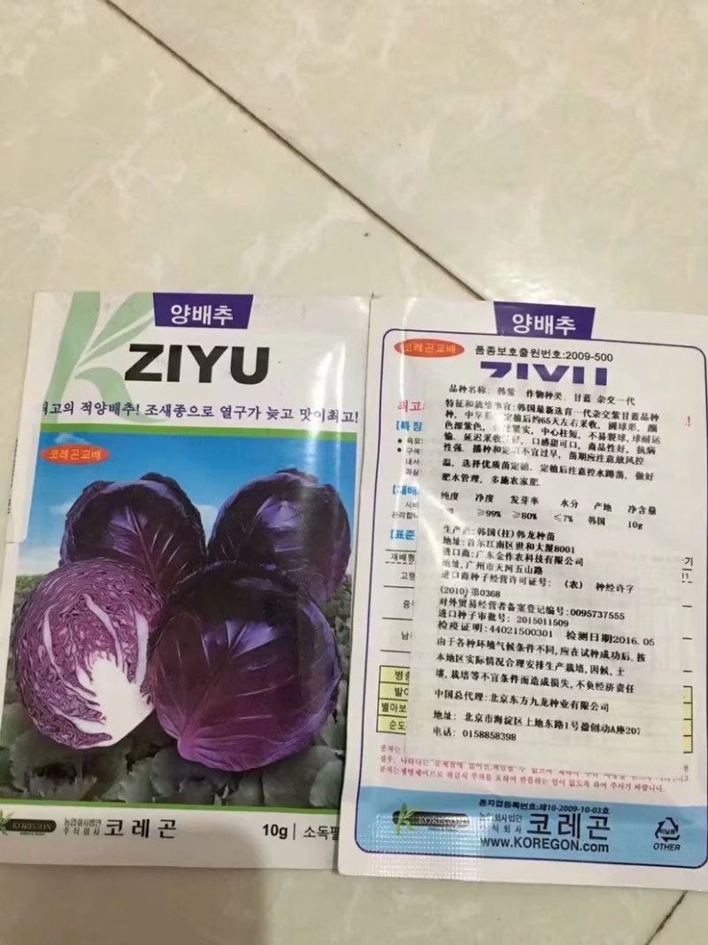 特价处理916甘蓝种子