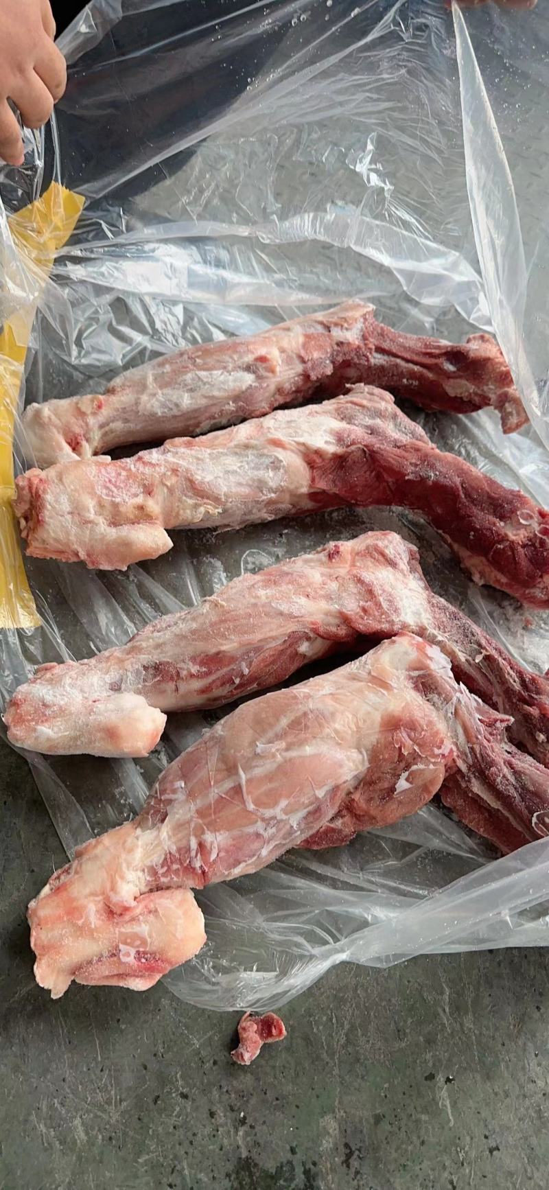 带腱前后腿骨