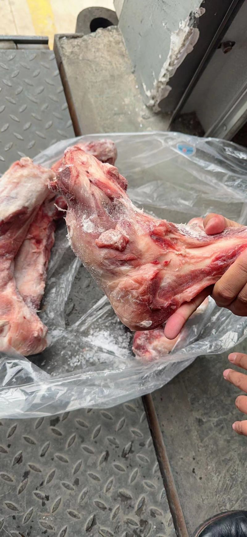 带腱前后腿骨