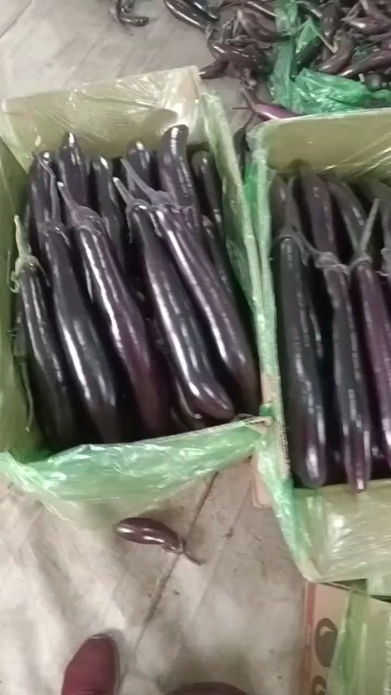 辽宁海城暖棚602.紫丽人长茄大量上市，产地直供，