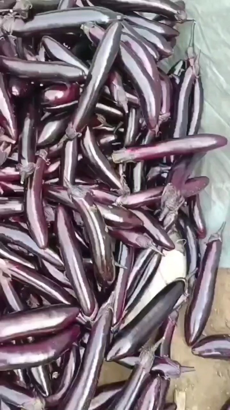 辽宁海城暖棚602.紫丽人长茄大量上市，产地直供，