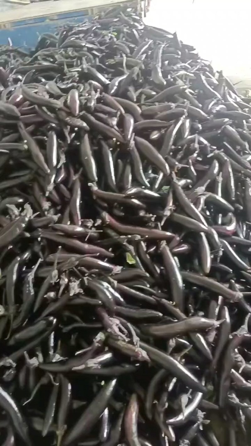 辽宁海城暖棚602.紫丽人长茄大量上市，产地直供，