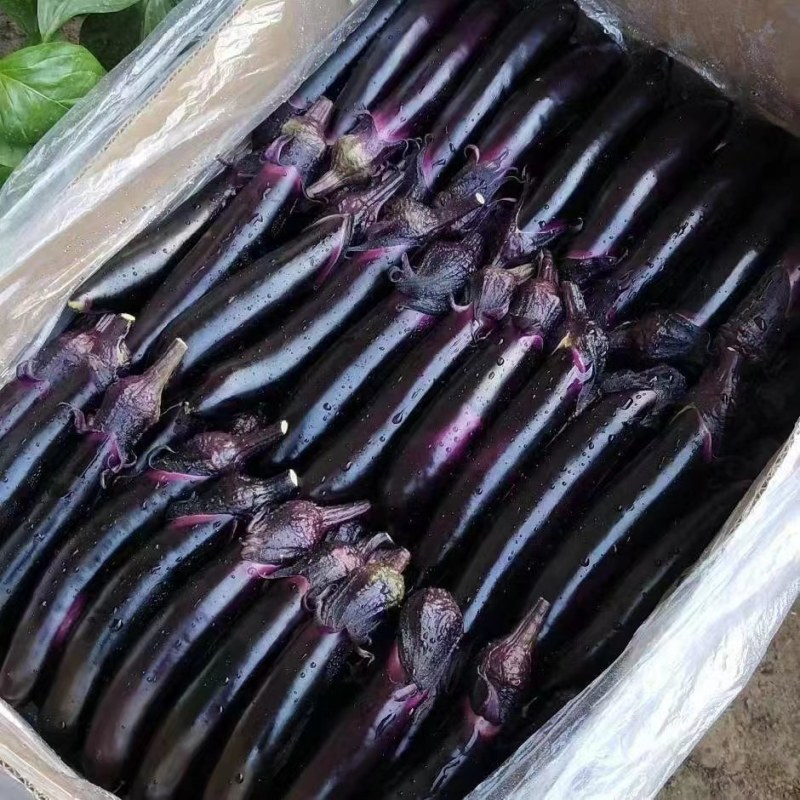 辽宁海城暖棚602.紫丽人长茄大量上市，产地直供，