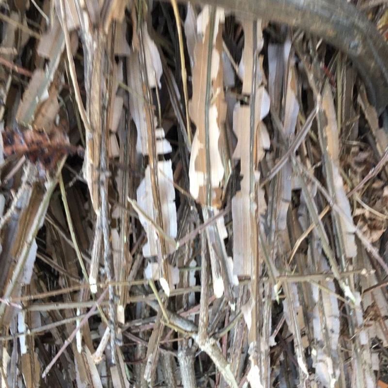 新鲜野生中药材卫矛鬼箭羽杆鬼见羽卫矛包邮正品