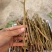 [热卖]荔枝种苗桂味荔枝仙进奉情人荔嫁接苗