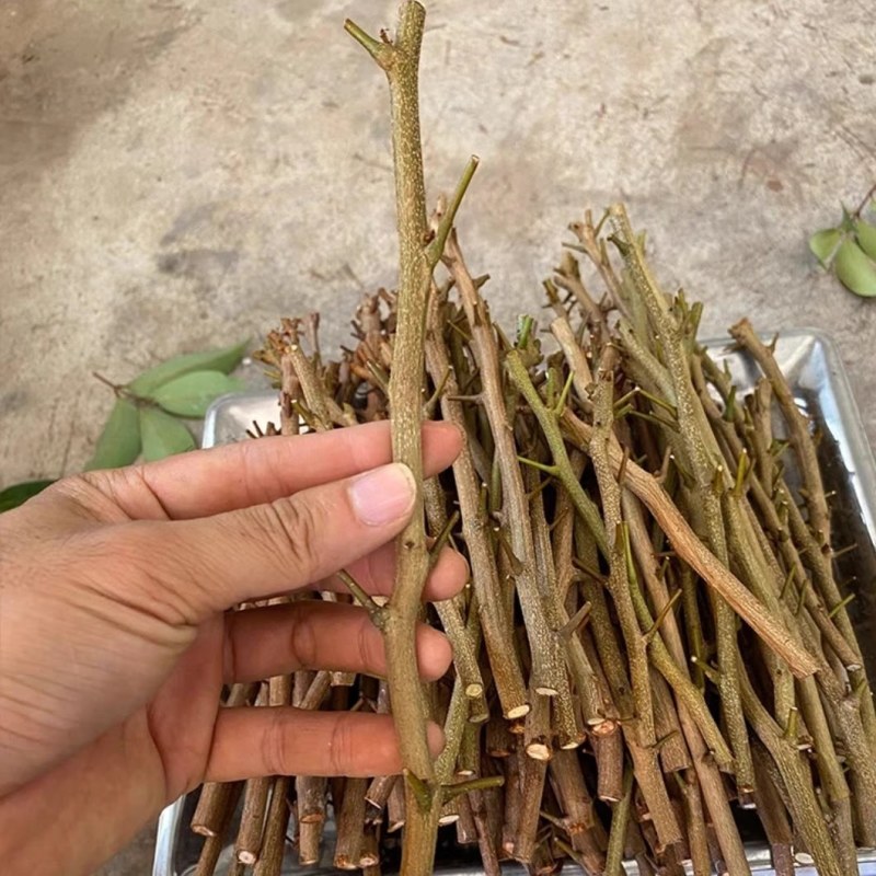 [热卖]荔枝种苗桂味荔枝仙进奉情人荔嫁接苗