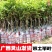 [热卖]荔枝种苗桂味荔枝仙进奉情人荔嫁接苗