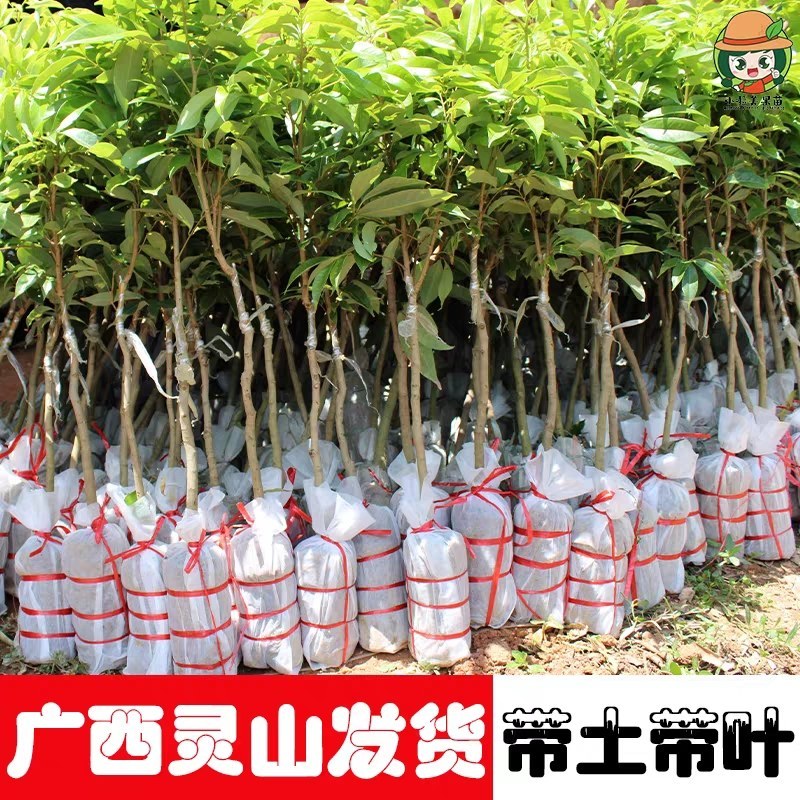 [热卖]荔枝种苗桂味荔枝仙进奉情人荔嫁接苗