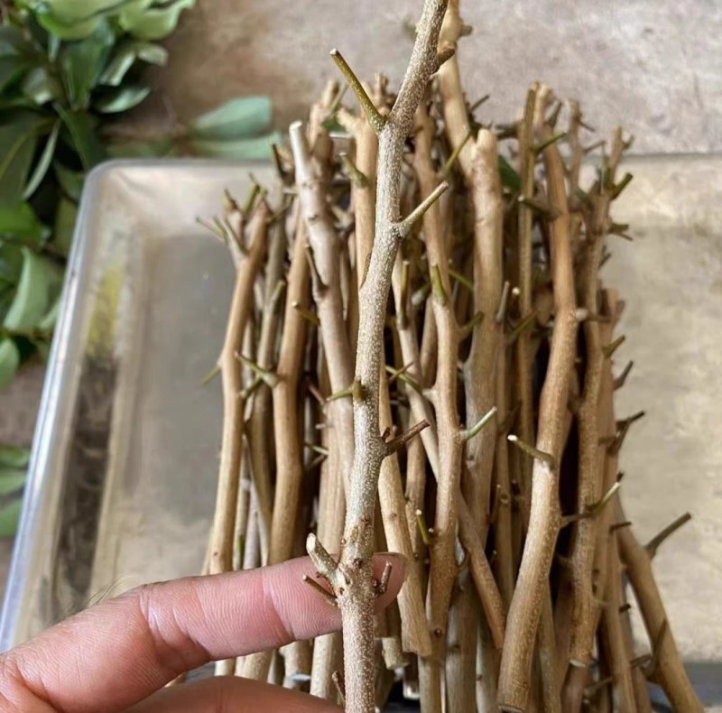 [热卖]荔枝种苗桂味荔枝仙进奉情人荔嫁接苗