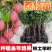 [热卖]荔枝种苗桂味荔枝仙进奉情人荔嫁接苗