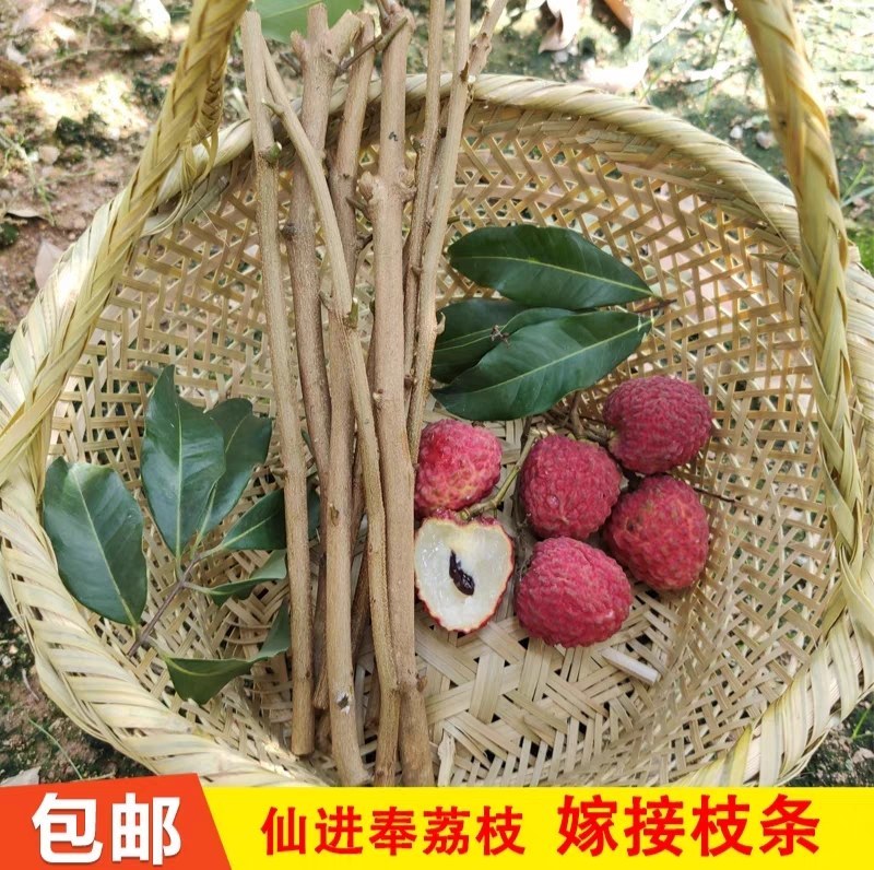 [热卖]荔枝种苗桂味荔枝仙进奉情人荔嫁接苗