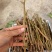 [热卖]荔枝种苗桂味荔枝仙进奉情人荔嫁接苗