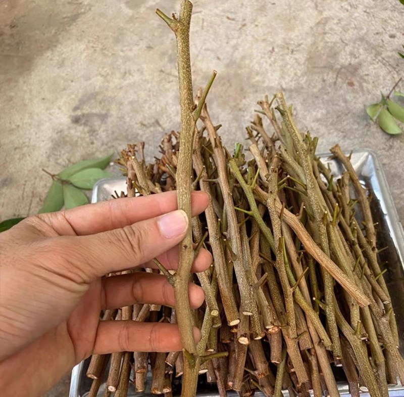 [热卖]荔枝种苗桂味荔枝仙进奉情人荔嫁接苗