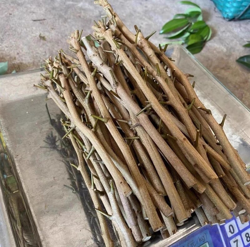 [热卖]荔枝种苗桂味荔枝仙进奉情人荔嫁接苗