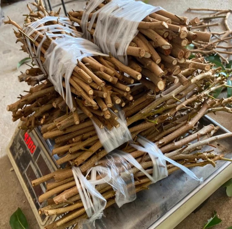 [热卖]荔枝种苗桂味荔枝仙进奉情人荔嫁接苗