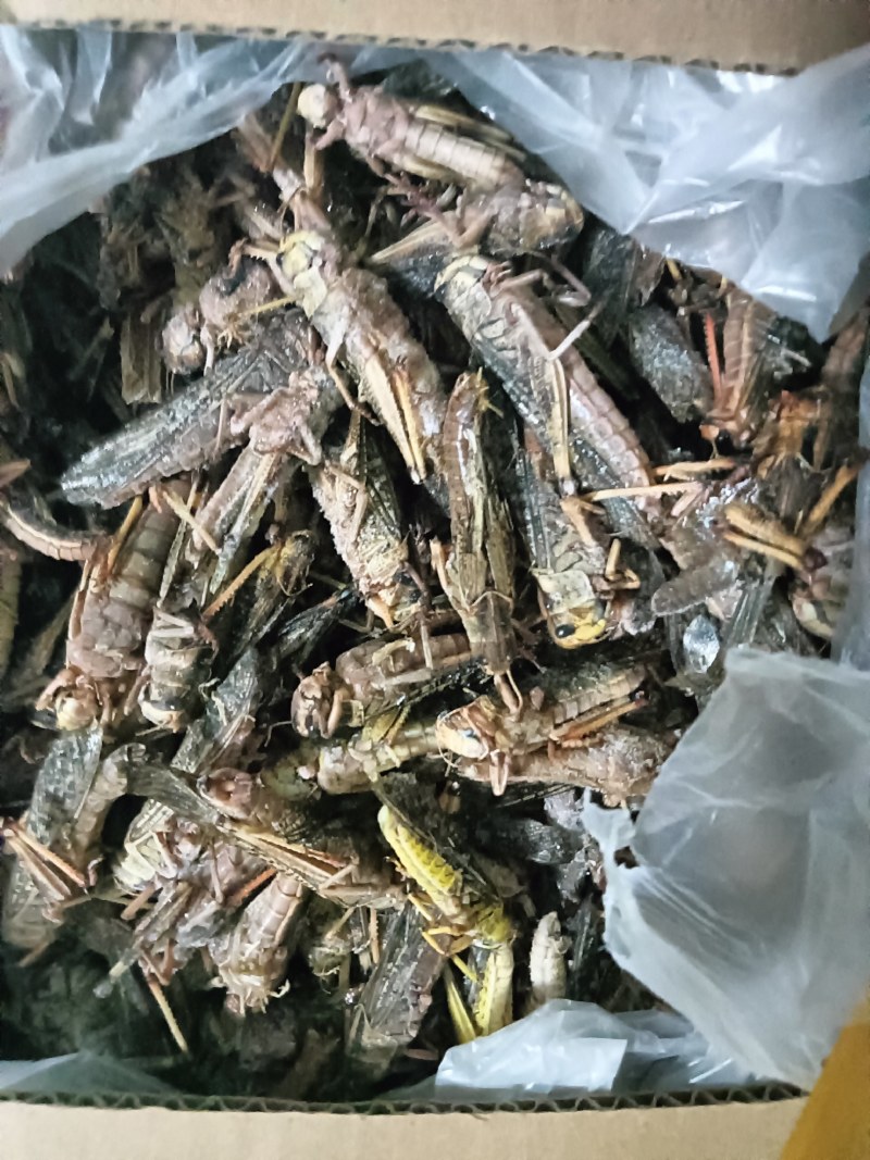 蚂蚱，大量批发。产地直发