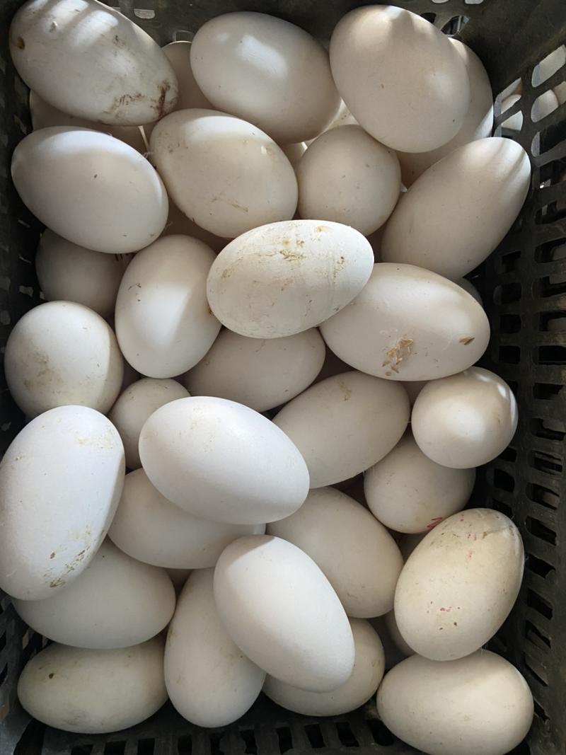 新鲜鹅蛋，圆黄鹅蛋，双黄鹅蛋，保证正宗鹅蛋，稳定供货