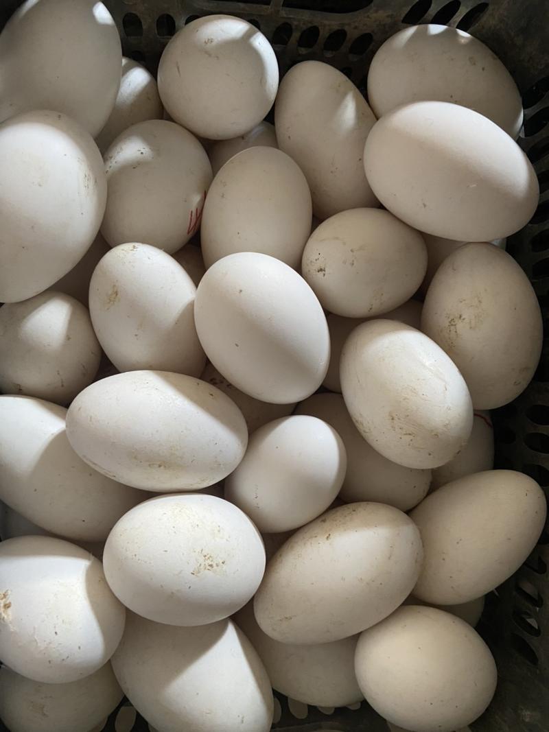 新鲜鹅蛋，圆黄鹅蛋，双黄鹅蛋，保证正宗鹅蛋，稳定供货