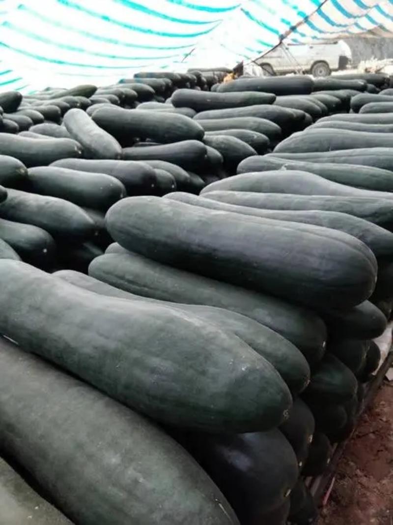 广西黑皮冬瓜大量供应，品质保证，产地发货，批发量大优惠