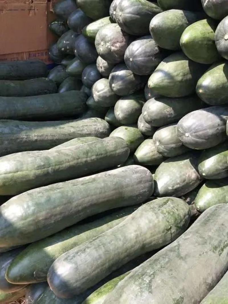 百亩黑皮冬瓜大量有货，基地直供，一手货源，保质保量
