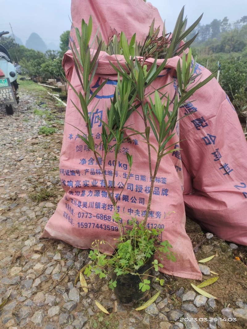 红花夹竹桃