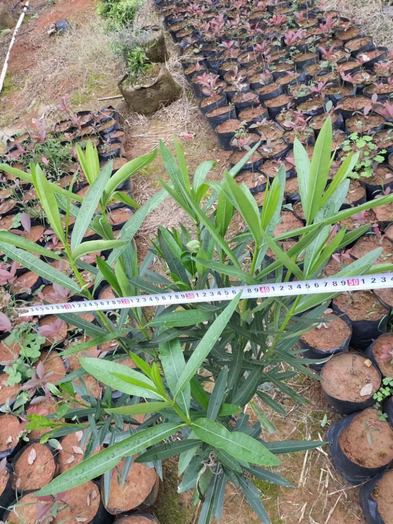 红花夹竹桃