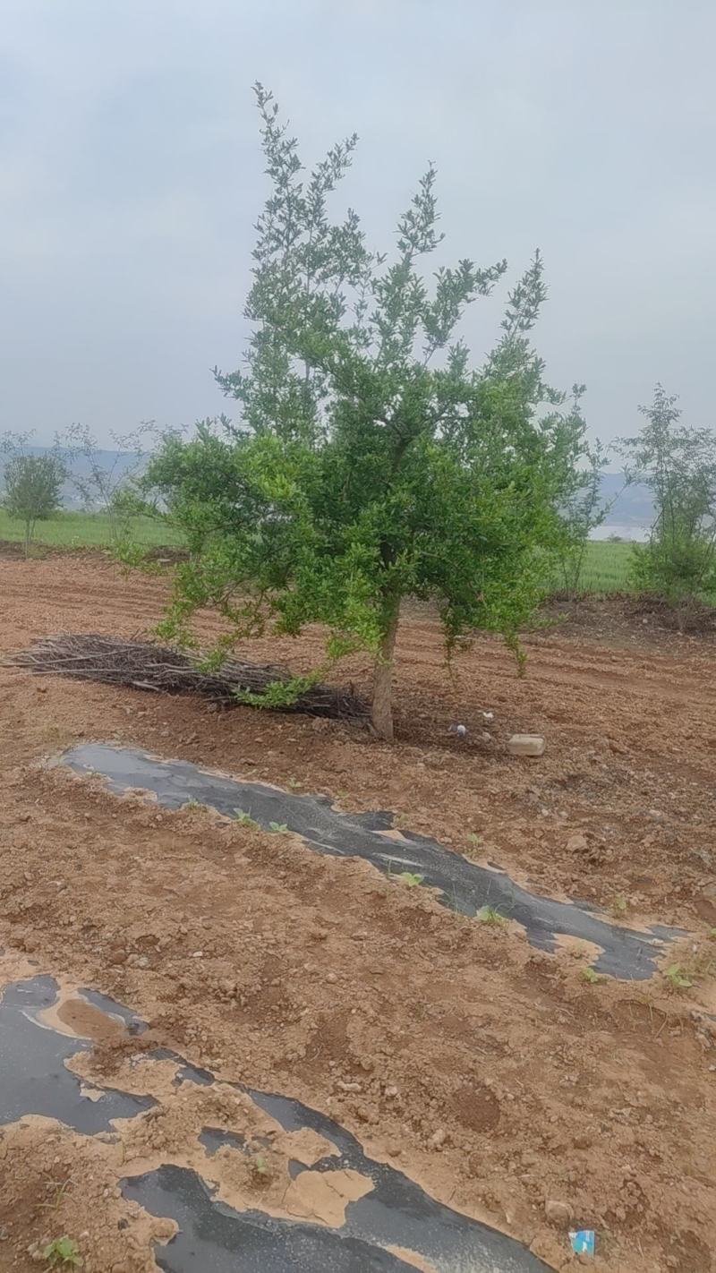石榴树独干石榴树6公分8公分10公分树型优美实地看货