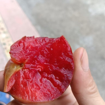 三华李子大量上市，产地直发量大从优欢迎老板联系