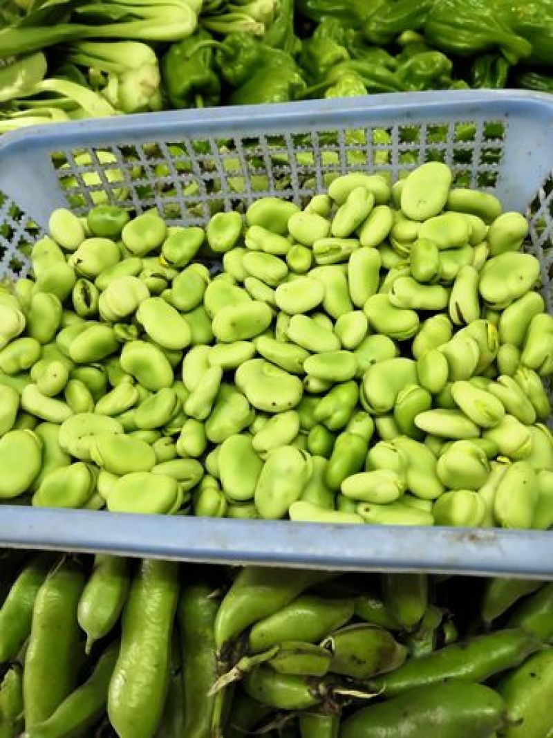 江苏蚕豆大量供应现货量大价格便宜可全国代发