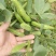 江苏蚕豆大量供应现货量大价格便宜可全国代发