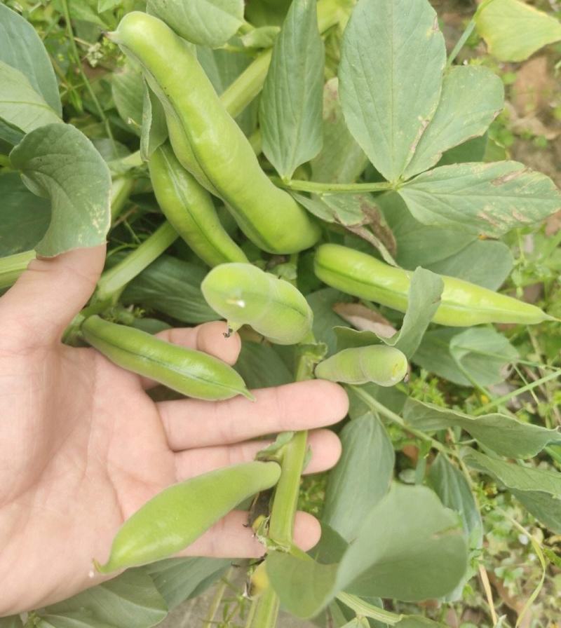 江苏蚕豆大量供应现货量大价格便宜可全国代发