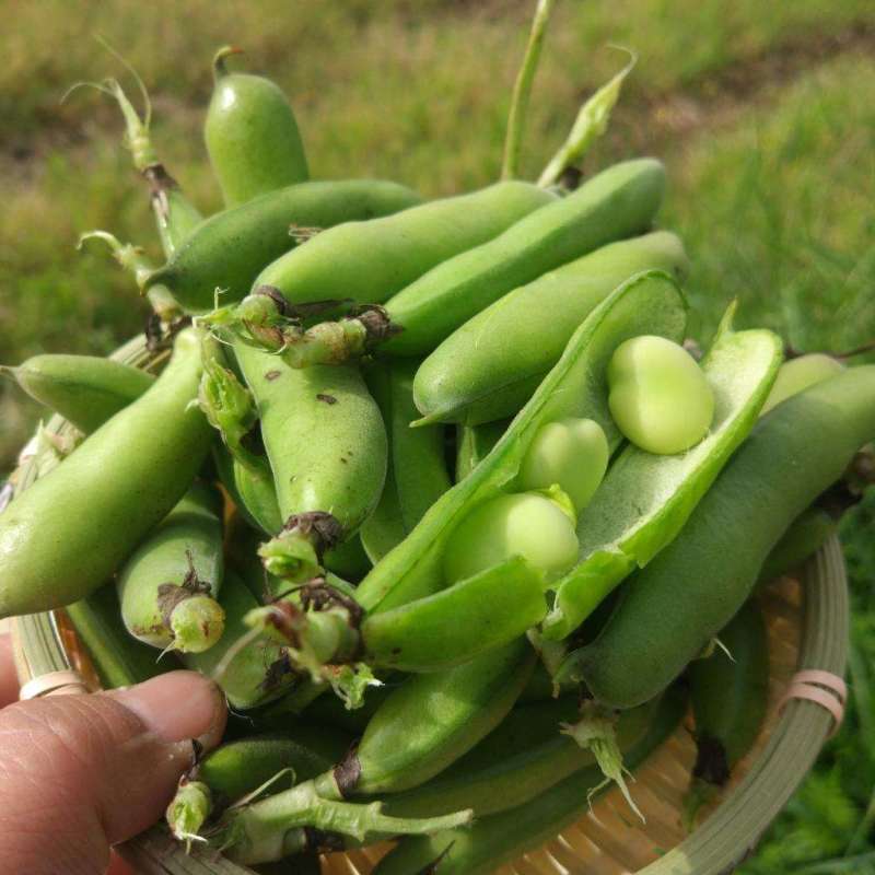 江苏蚕豆大量供应现货量大价格便宜可全国代发