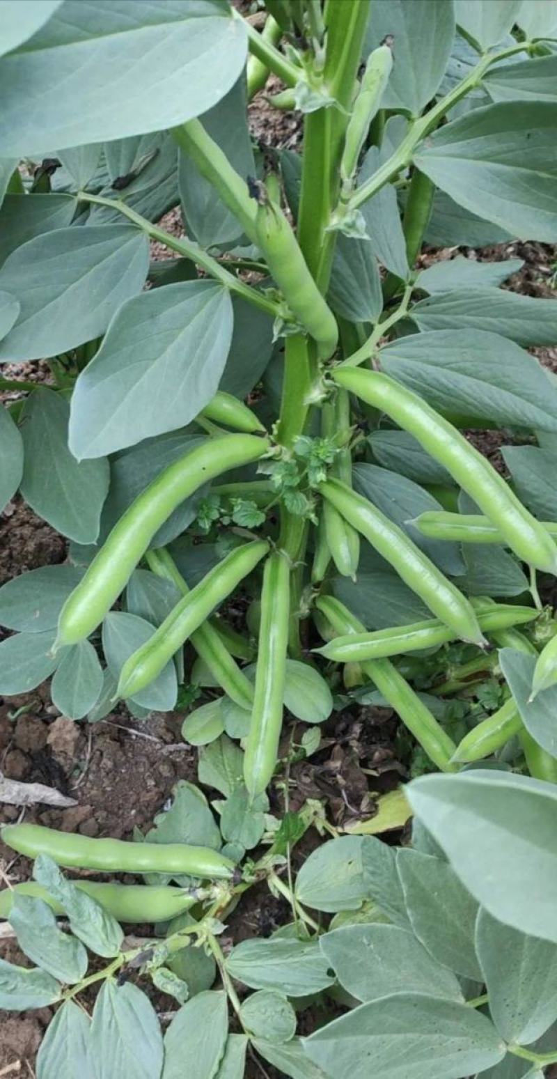 江苏蚕豆大量供应现货量大价格便宜可全国代发