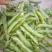 江苏蚕豆大量供应现货量大价格便宜可全国代发