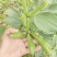 江苏蚕豆大量供应现货量大价格便宜可全国代发