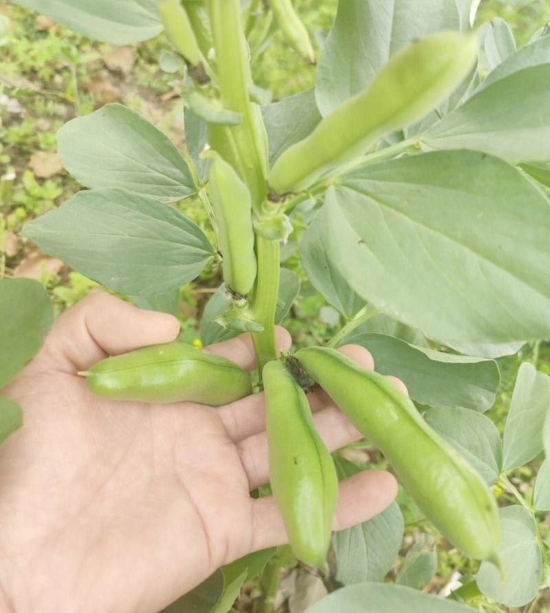 江苏蚕豆大量供应现货量大价格便宜可全国代发