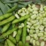 江苏蚕豆大量供应现货量大价格便宜可全国代发