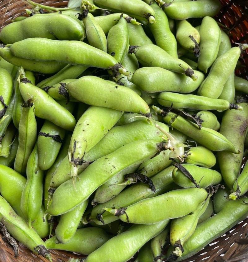 江苏蚕豆大量供应现货量大价格便宜可全国代发