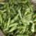 江苏蚕豆大量供应现货量大价格便宜可全国代发
