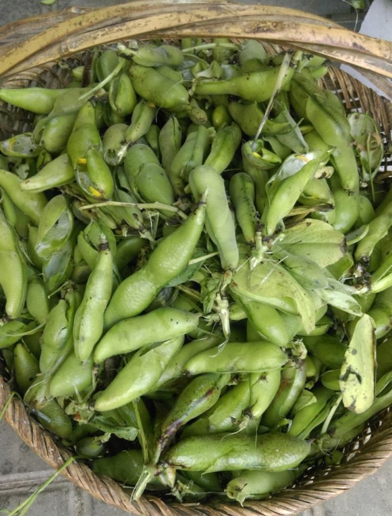 江苏蚕豆大量供应现货量大价格便宜可全国代发