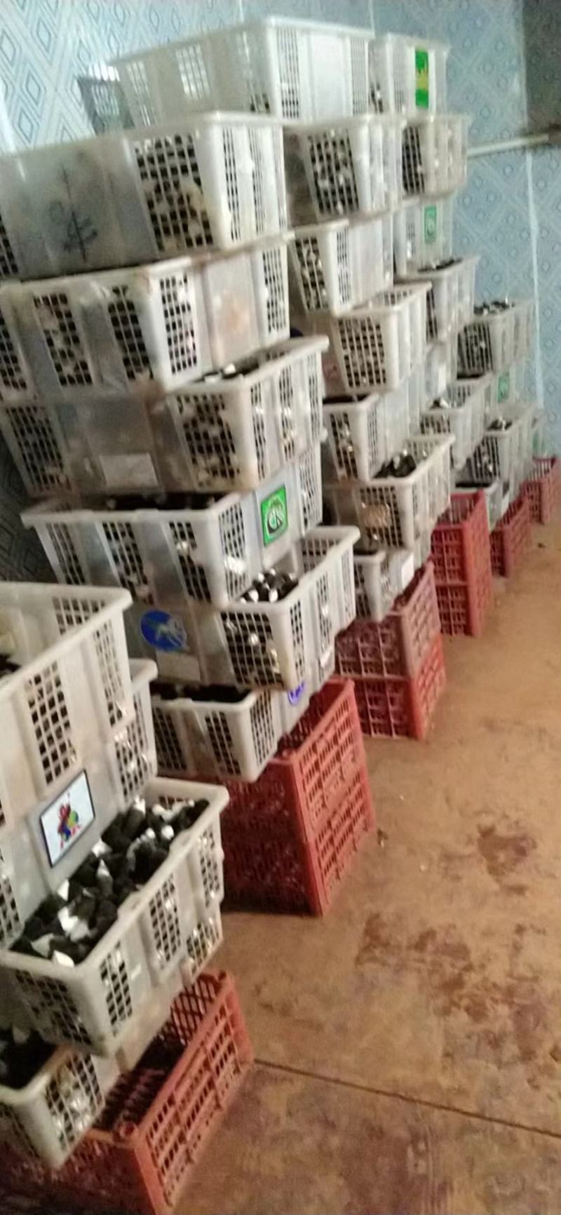 益慧风有限公司，黑皮鸡枞菌种植基地，常年供应鲜品全国包邮