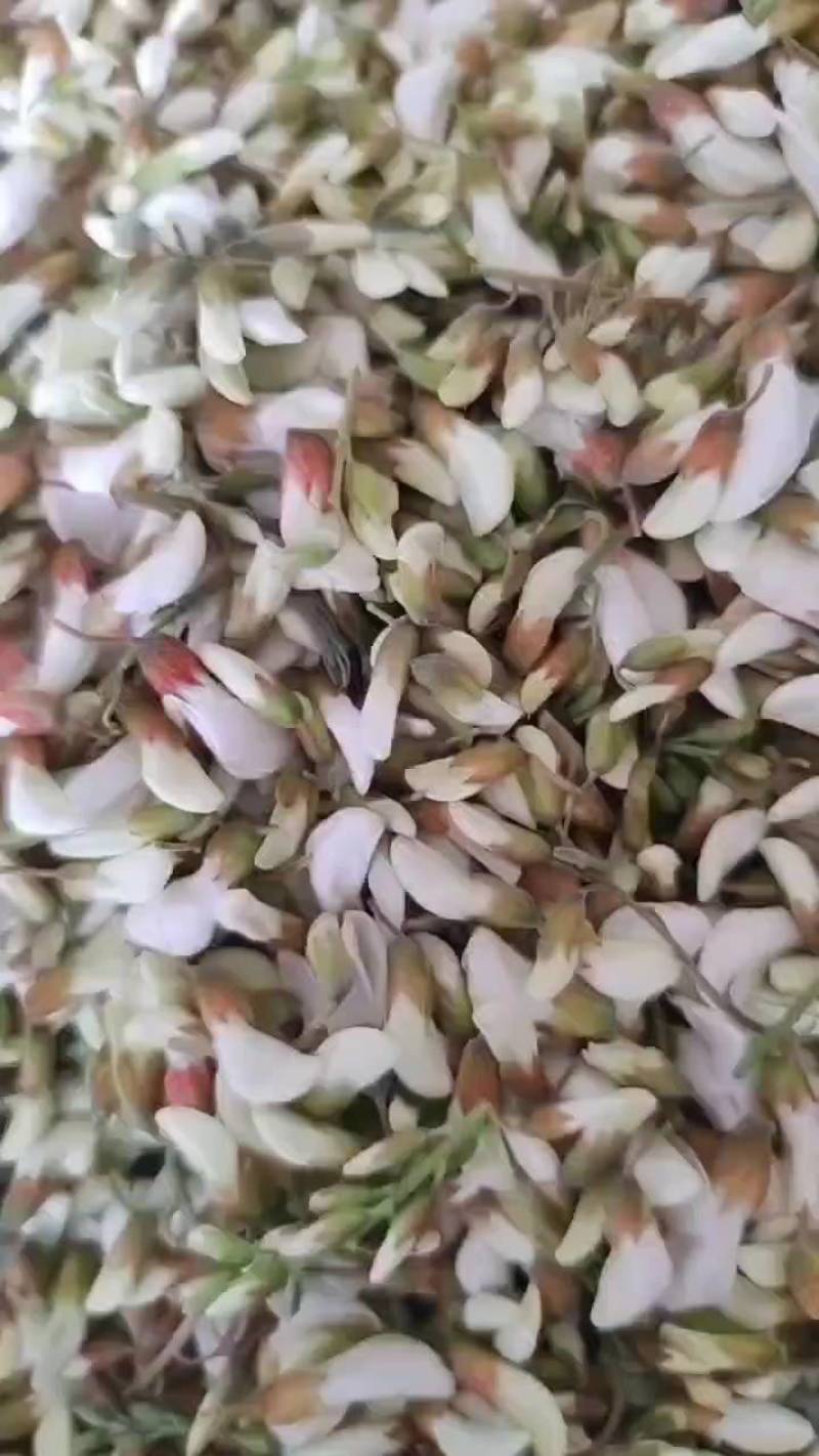 精品洋槐花现摘现发，预冷加冰瓶，冷藏车发货，支持一件代发