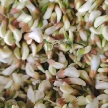 精品洋槐花现摘现发，预冷加冰瓶，冷藏车发货，支持一件代发