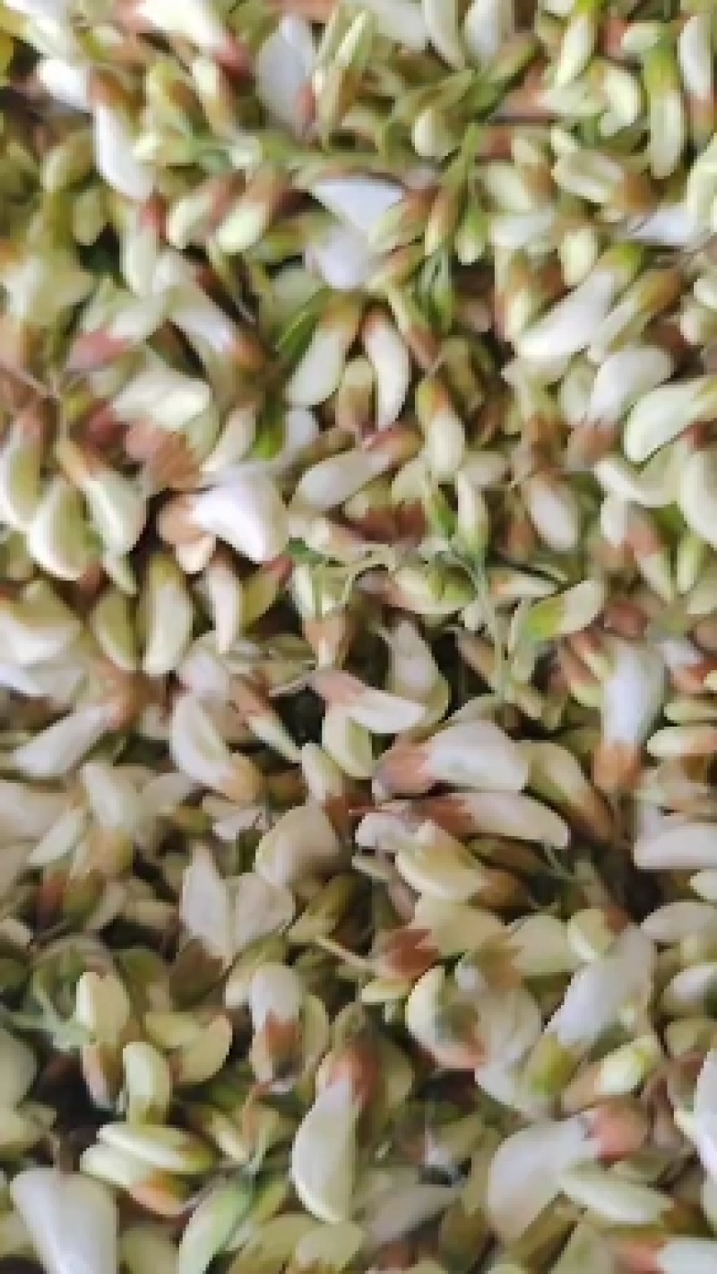 精品洋槐花现摘现发，预冷加冰瓶，冷藏车发货，支持一件代发