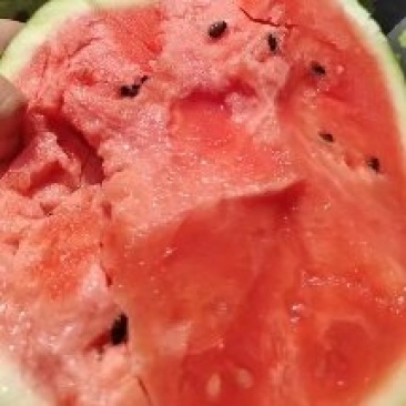 畅销湖北麒麟瓜美都西瓜8424无籽西瓜电商社团支持整车发